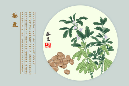 蠶豆