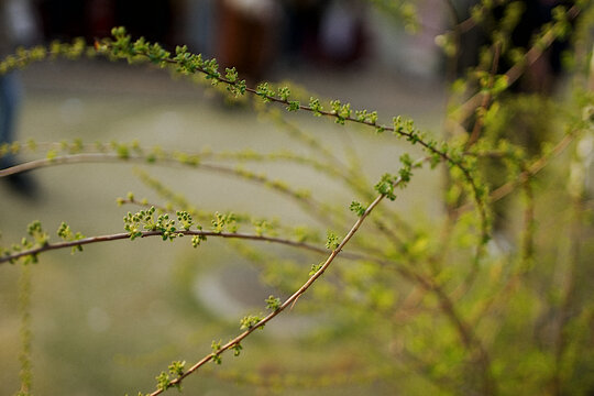 春芽