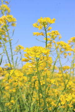 蓝天油菜花