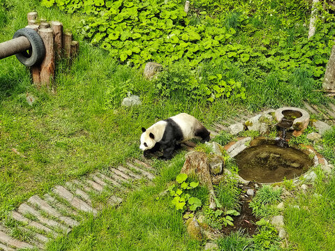 宝兴县邓池沟散步的熊猫
