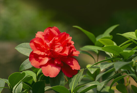 茶花红赤丹