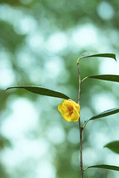 茶花金茶花单株