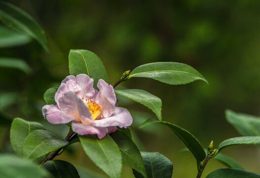 茶花金芯