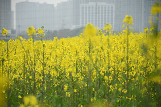 油菜花