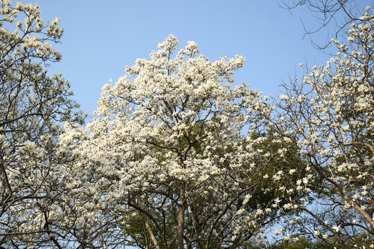 玉兰花