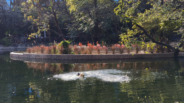 广州动物园鸭子打架