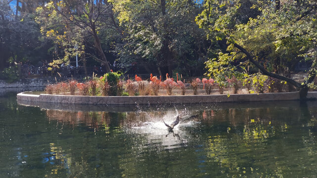 广州动物园鸭子打架
