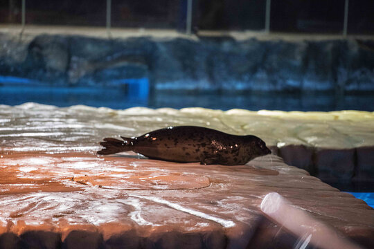 香港海洋公园正在休息的海豹