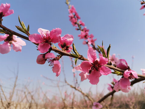 桃花