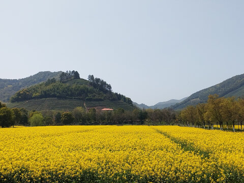 径山油菜花海茶山