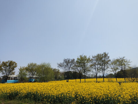 油菜花海