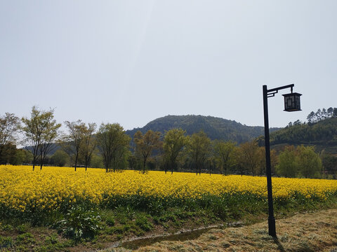 油菜田路灯