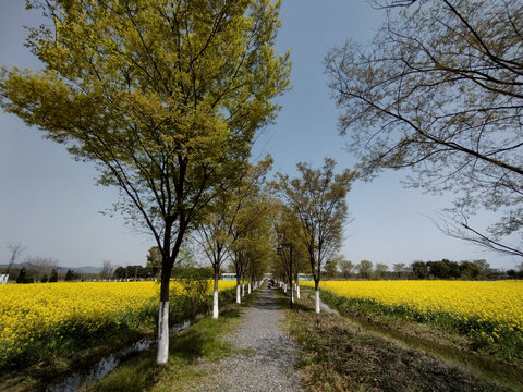 油菜田林荫路