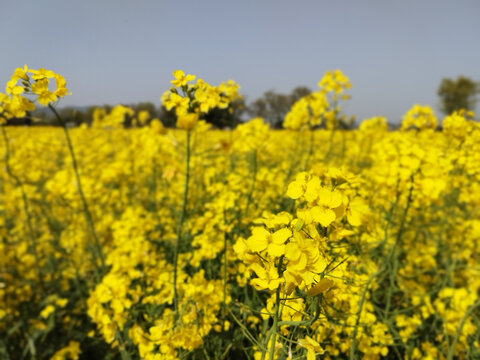 油菜花