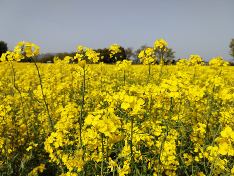 油菜花海