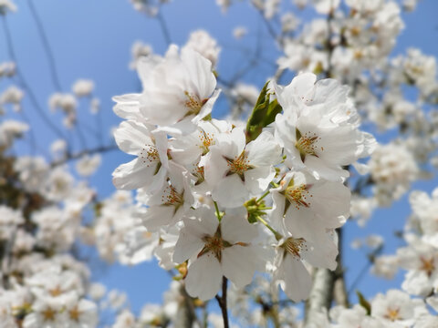 樱花