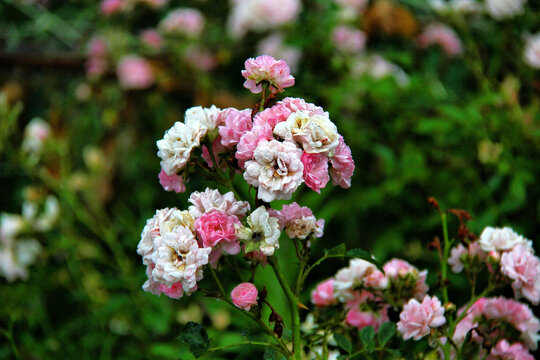 雨后蔷薇花