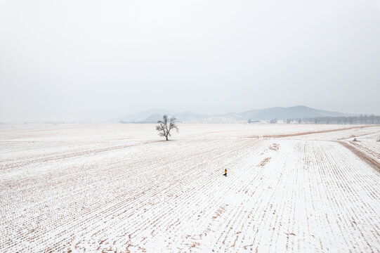 冬天农田纯净干净玉米地空旷枯树