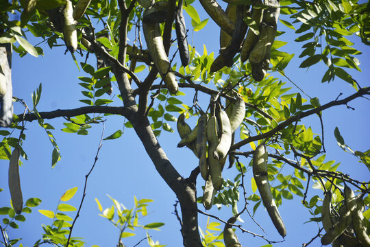 皂荚树
