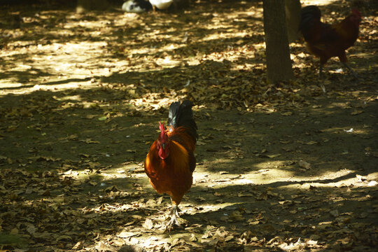 紅公雞