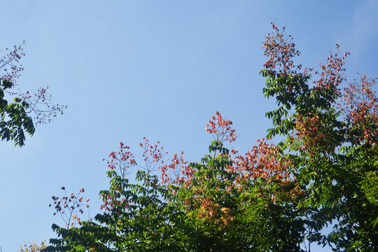 仰拍栾树