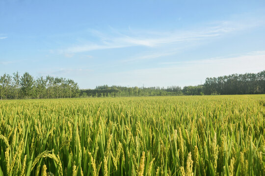 生长中的水稻田