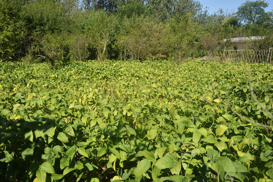 大豆種植