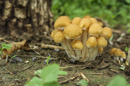 雨后小蘑菇