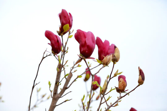 紫色玉兰花枝