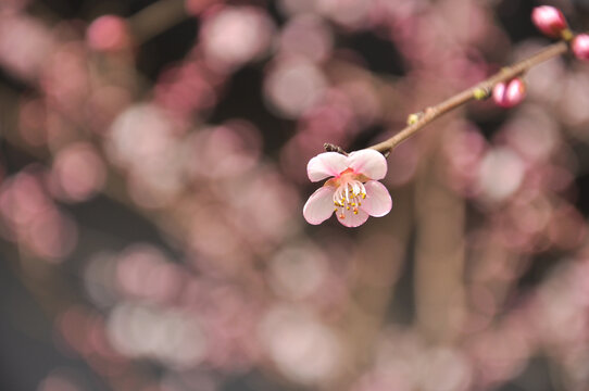 桃花