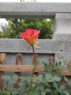 实拍月季玫瑰花渐变月季花朵