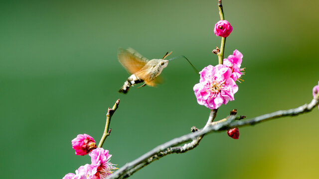 梅花