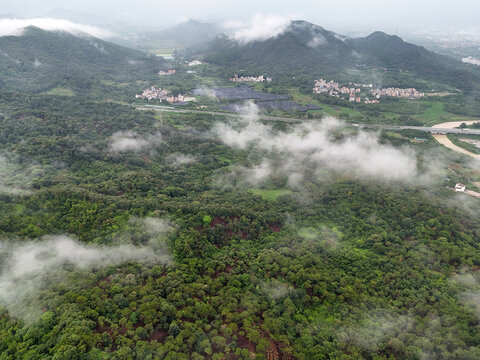 雨雾山林