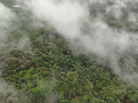雨雾山林
