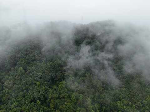 雨雾山林