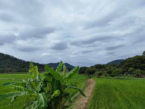 水稻田