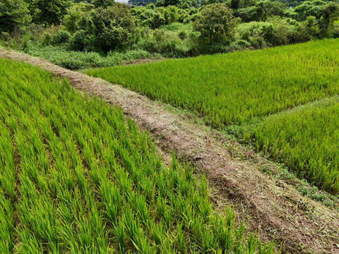 田埂