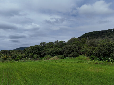 山区水稻