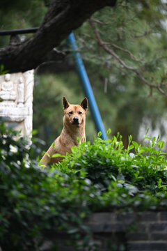 户外的田园犬