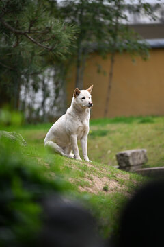 户外的田园犬