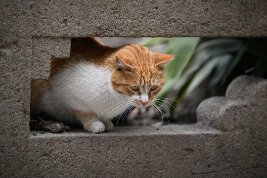 田园猫