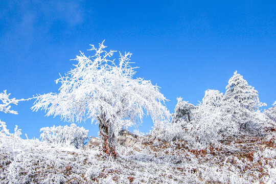 高山雾凇雪景