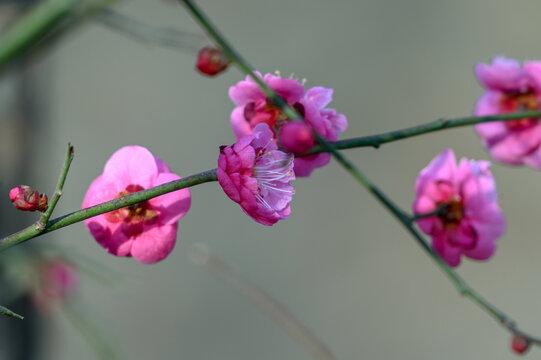 春天早春红梅春暖花开梅花盛开