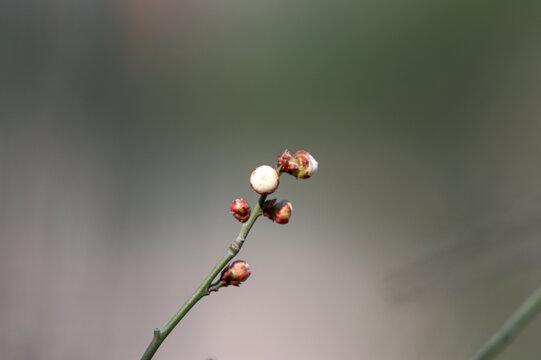 春天早春红梅春暖花开梅花盛开