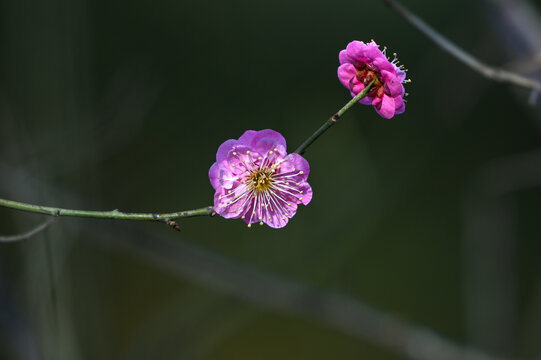 春天早春红梅春暖花开梅花盛开