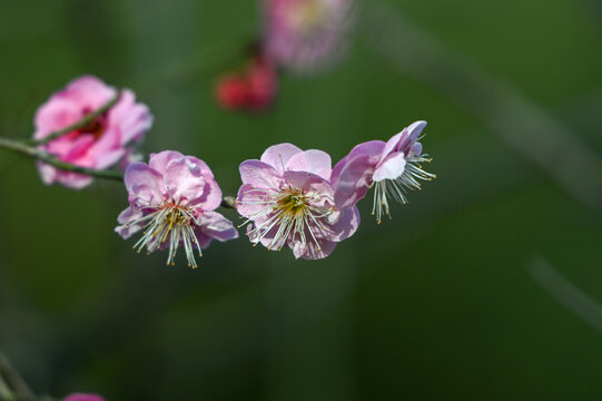 春天早春红梅春暖花开梅花盛开