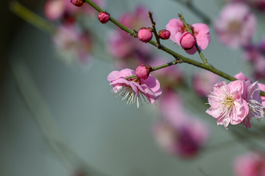 春天早春红梅春暖花开梅花盛开