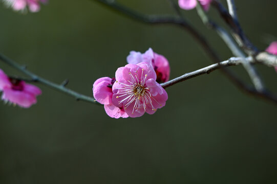 春天早春红梅春暖花开梅花盛开