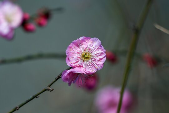 春天早春红梅春暖花开梅花盛开