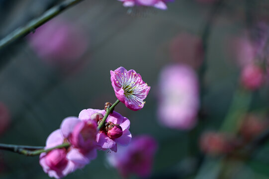 春天早春红梅春暖花开梅花盛开